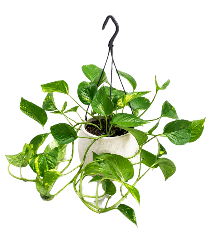 Epipremnum