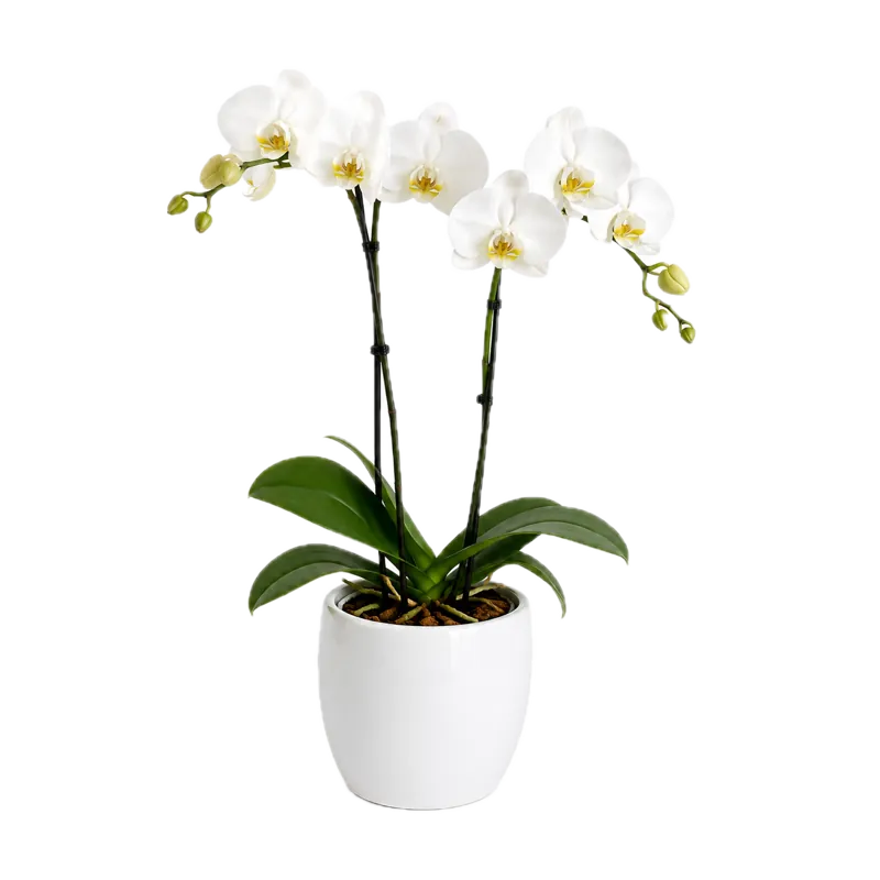 Orchidej