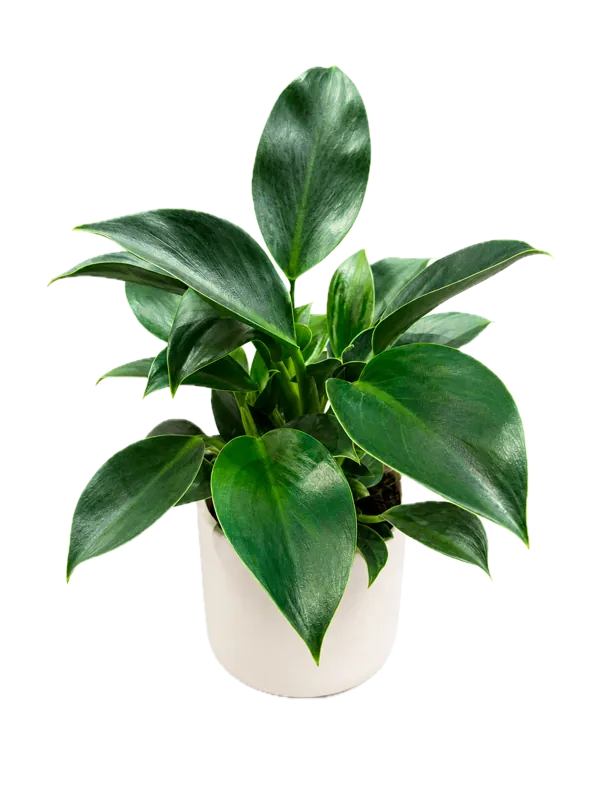 Filodendron