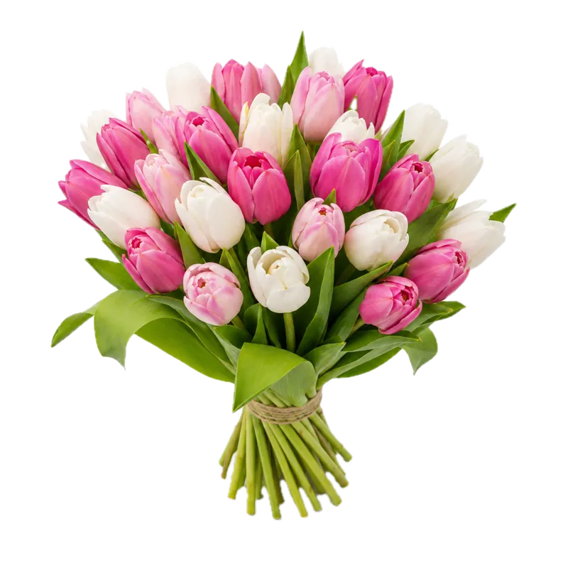 Tulipán